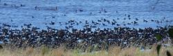Dense flock of mostly little black cormorants